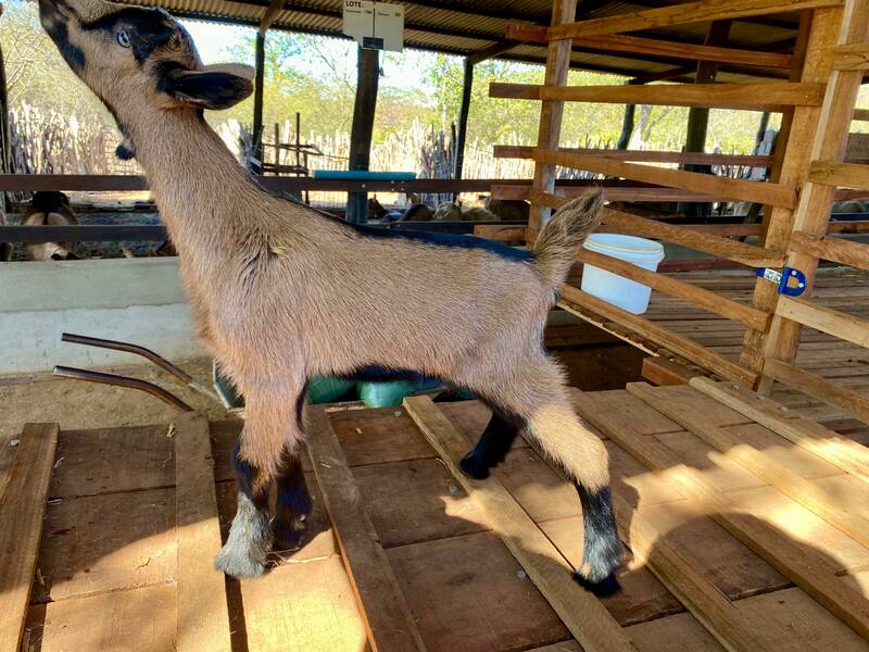 Foto CABRITO TE -  IPOD TE DA CAPRIVAMA X GABADE DO INLI
