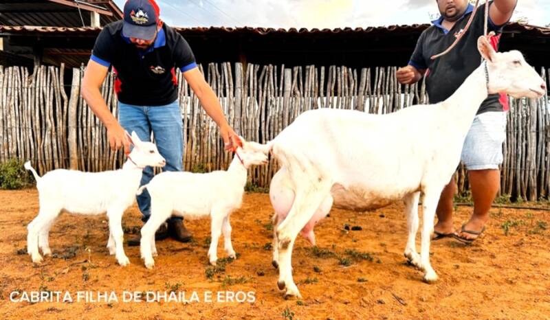 Foto CABRITA FILHA 	EROS IA DA CAPRIVAMA X DHAILIA