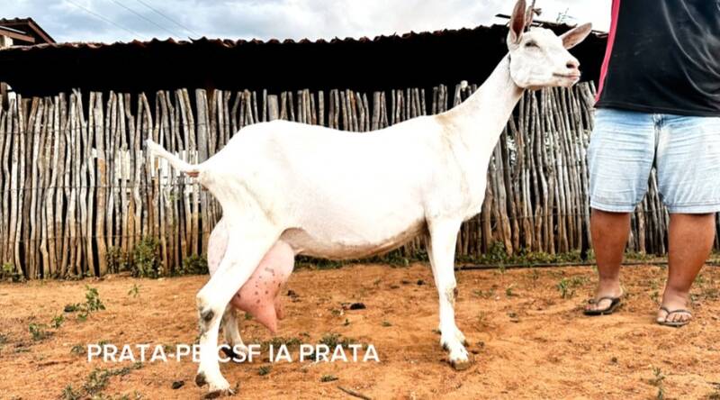 Foto PRATA-PB CSF IA PRATA