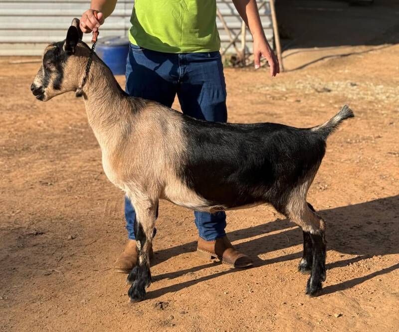 Foto HARMODY ACCOLADE ZAM TOCANTINS  X  HONDA DA CAPRIVAMA OU ABELHA DA CAPRIVAMA