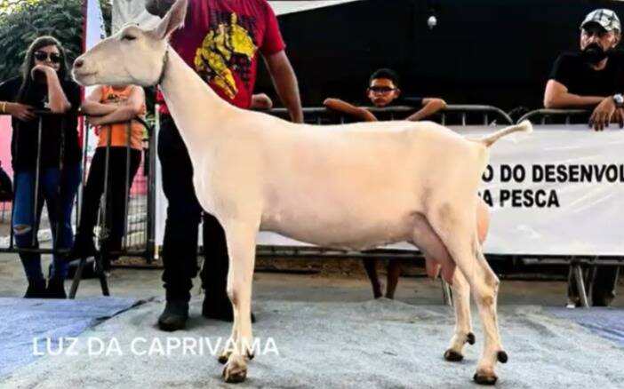 Foto LUZ DA CAPRIVAMA