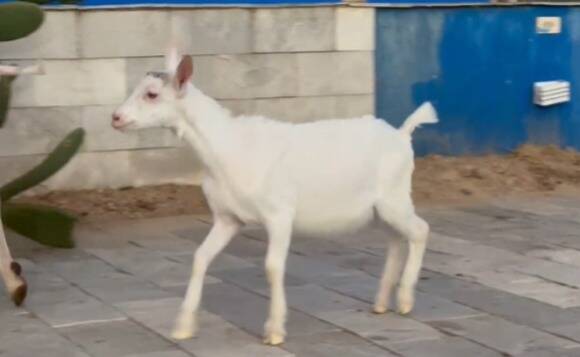 Foto GRILO DA CPNET