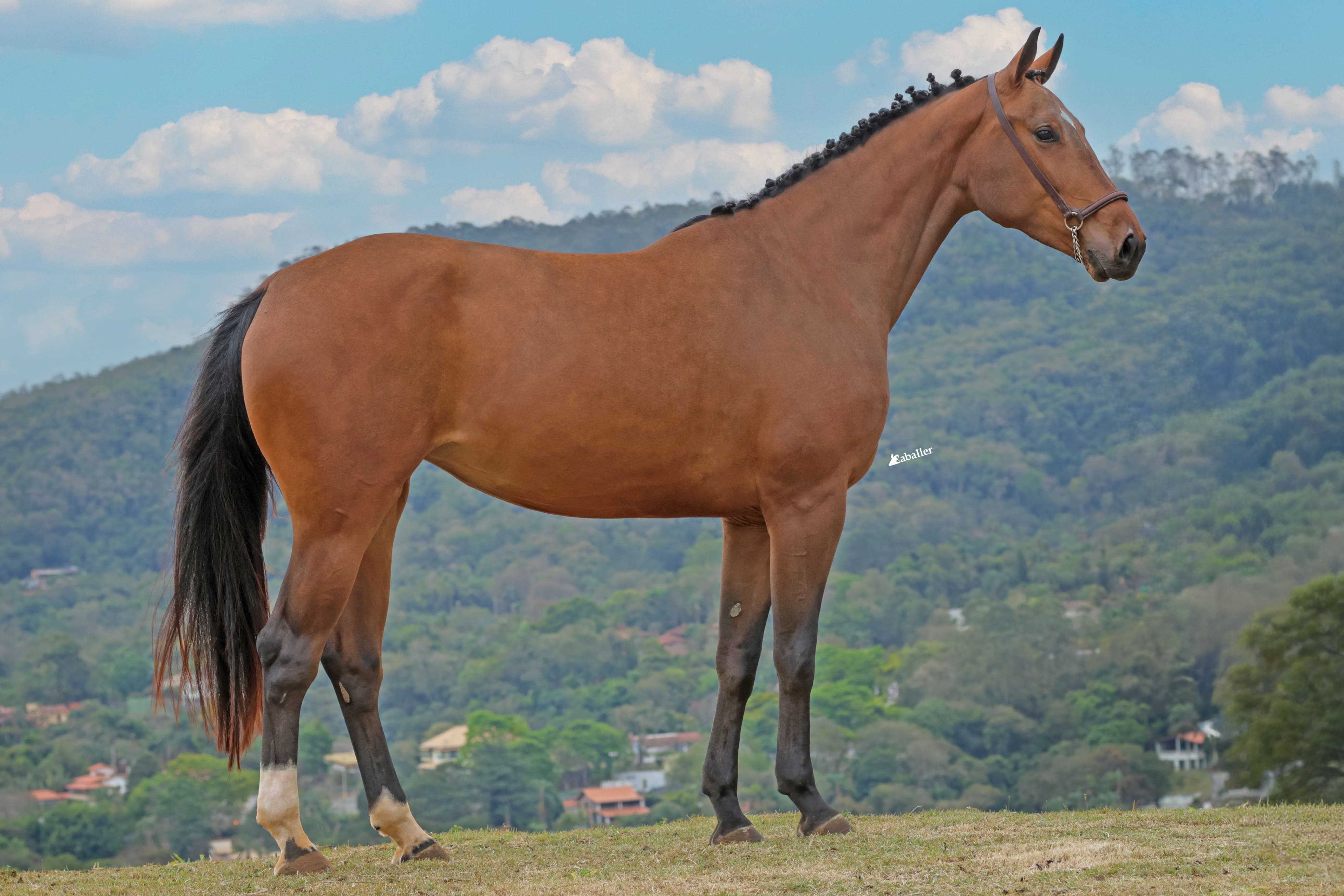 Foto EQUICENTER PERSIA TB