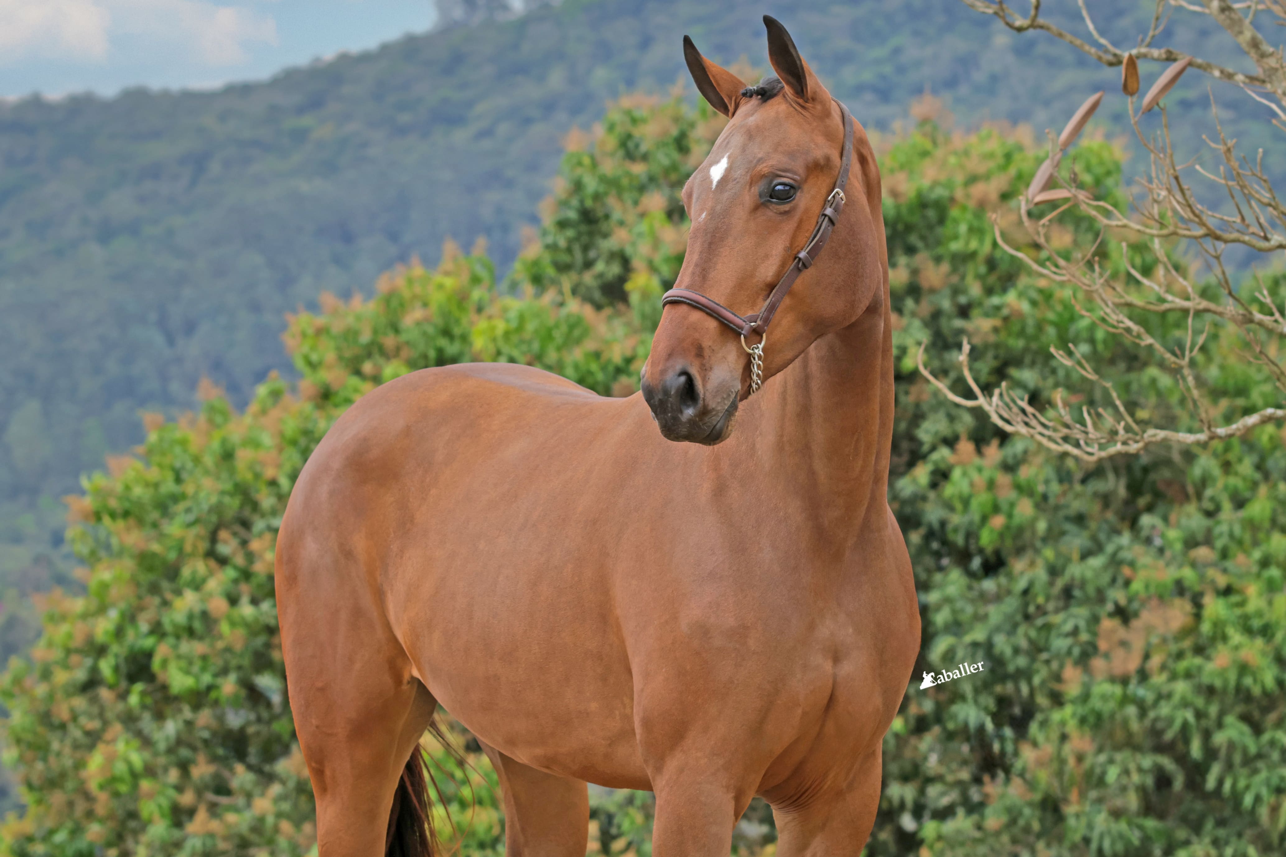 EQUICENTER PERSIA TB