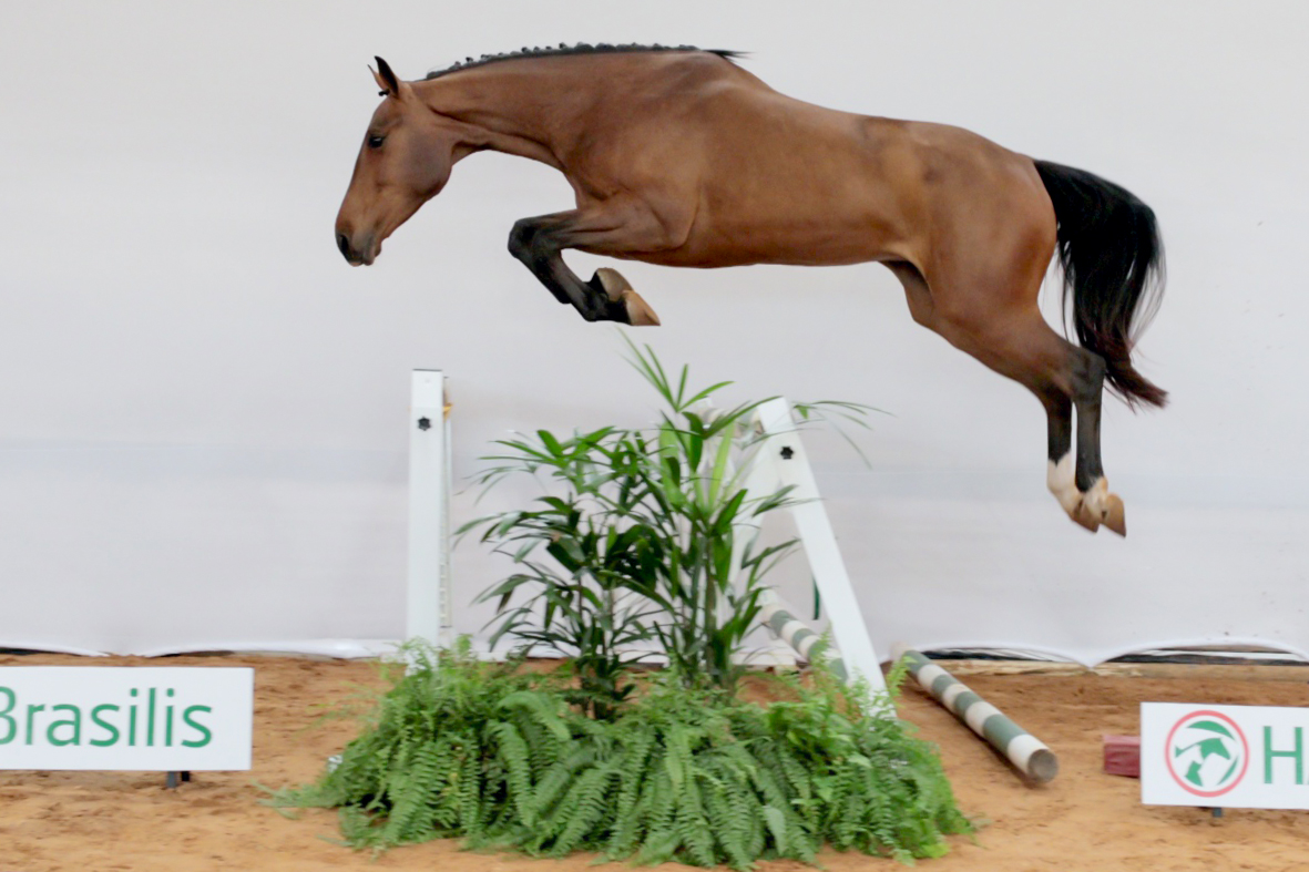 EQUICENTER PERSIA TB