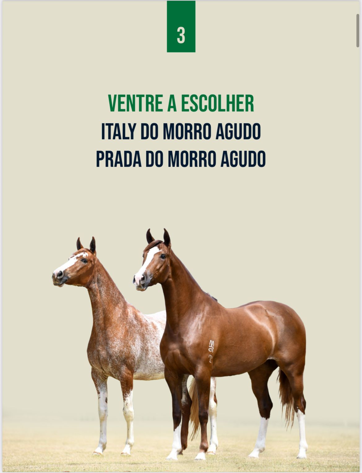 Foto VENTRE A ESCOLHER ITALY DO MORRO AGUDO OU PRADA DO MORRO AGUDO