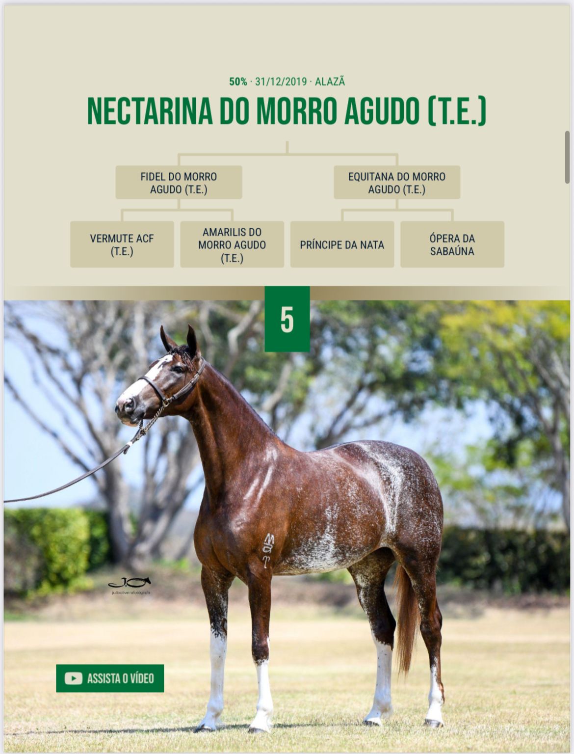 Foto 50% NECTARINA DO MORRO AGUDO (T.E.)