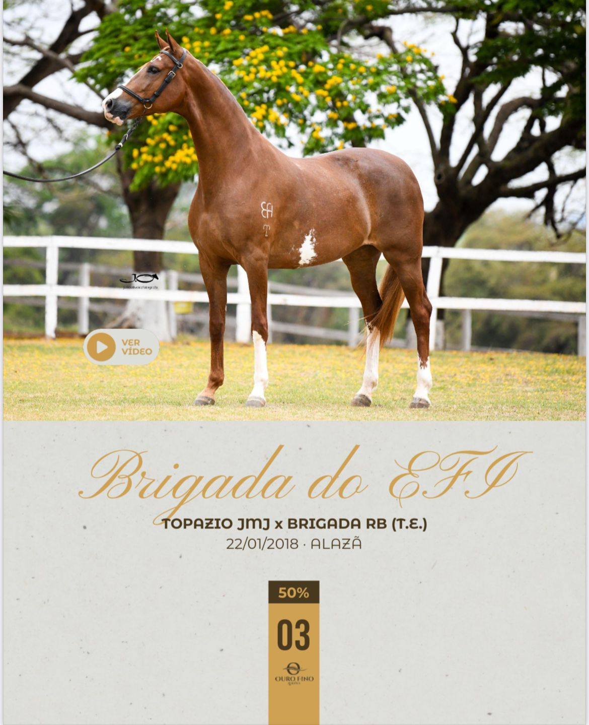 Foto (50.0%) BRIGADA DO EFI