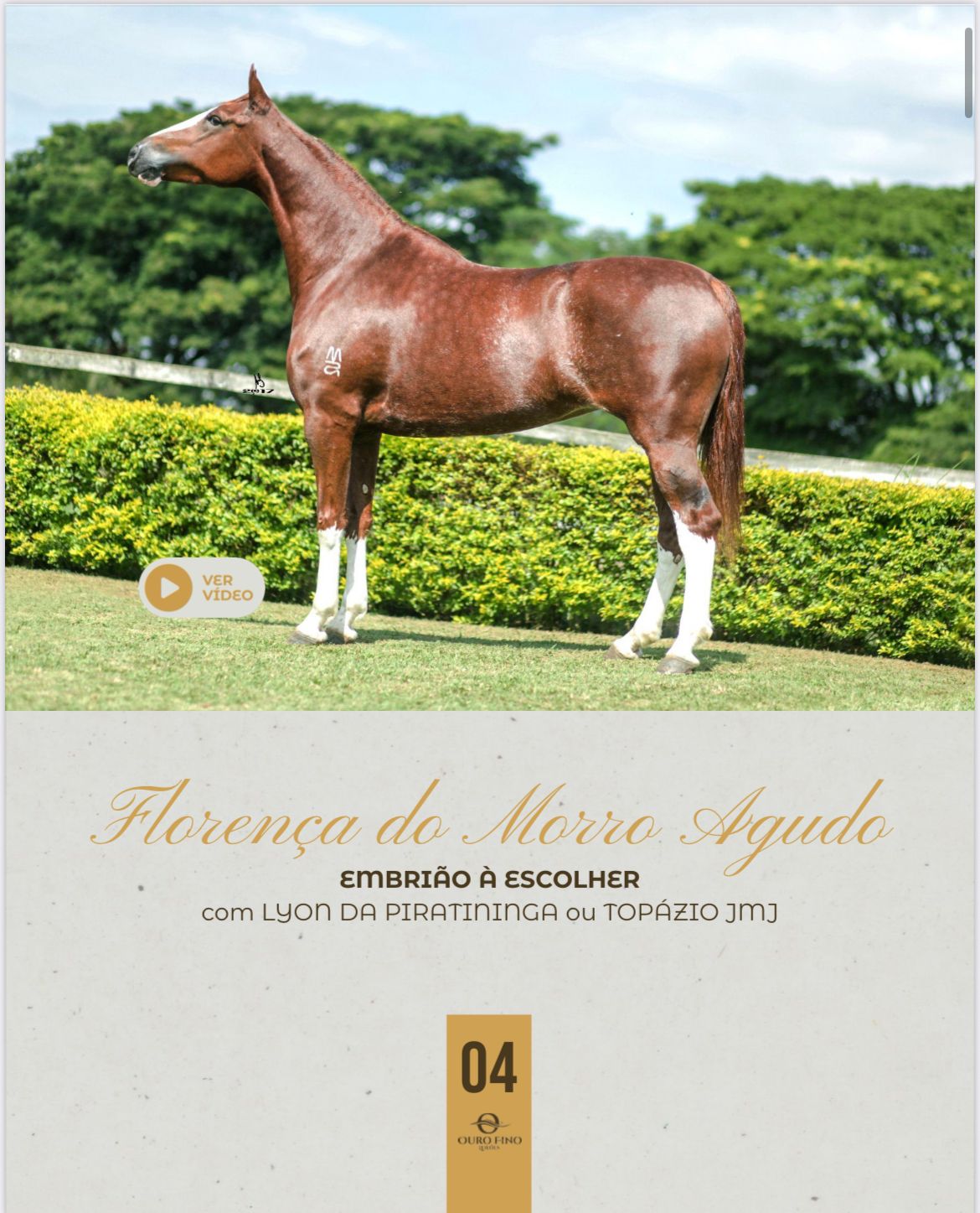 Foto EMBRIÃO A ESCOLHER  FLORENÇA DO MORRO AGUDO COM LYON DA PIRATININGA OU TOPÁZIO JMJ