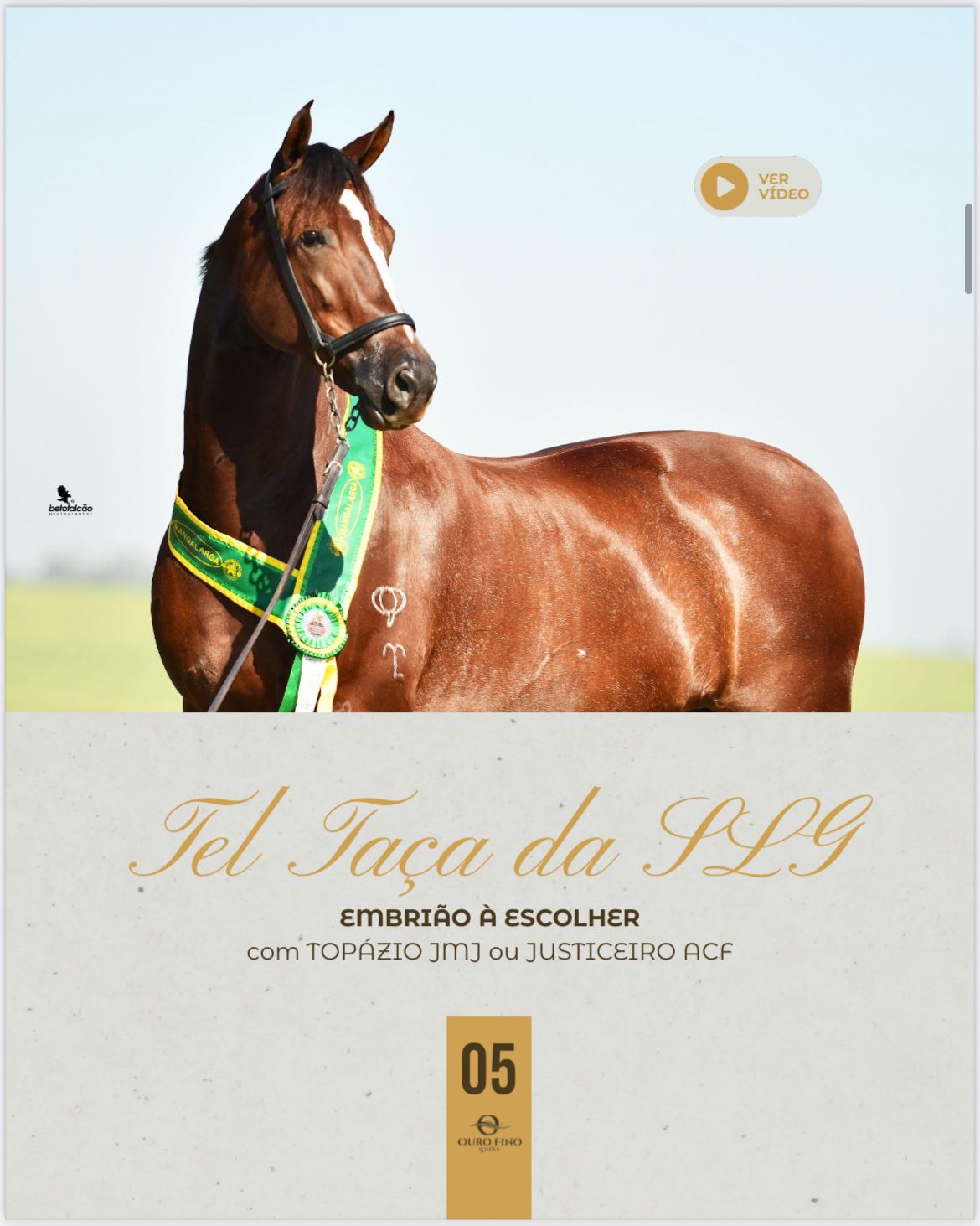 Foto EMBRIÃO A ESCOLHER  TEL TAÇA DA SLG COM TOPÁZIO JMJ OU JUSTICEIRO ACF