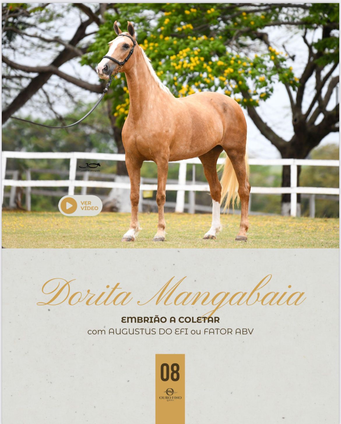 Foto EMBRIÃO A COLETAR DORITA MANGABAIA COM AUGUSTOS DO EFI OU FATOR ABV