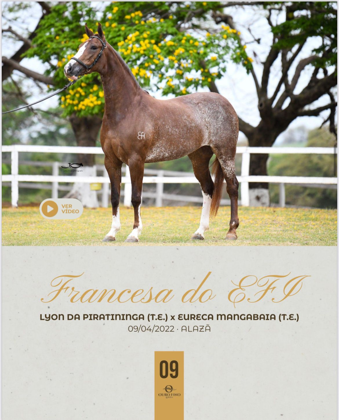 Foto FRANCESA DO EFI