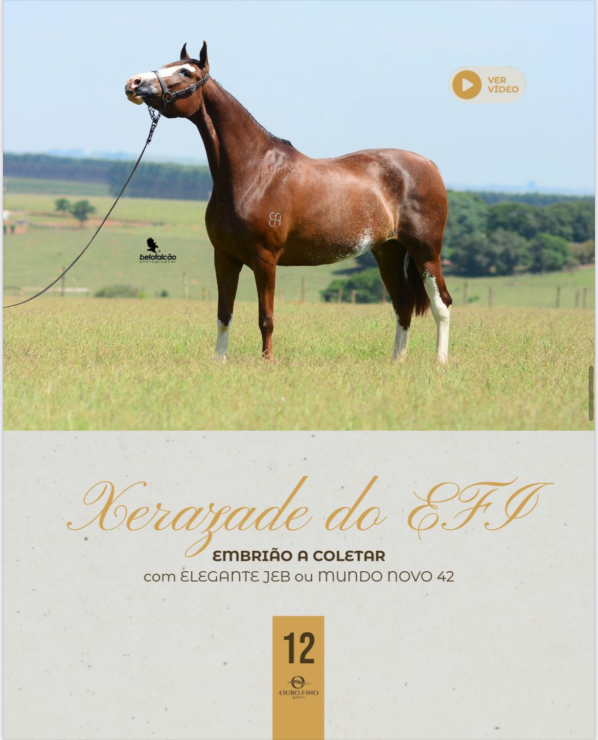 Foto EMBRIÃO A COLETAR XERAZADE DO EFI COM ELEGANTE JEB OU MUNDO NOVO 42