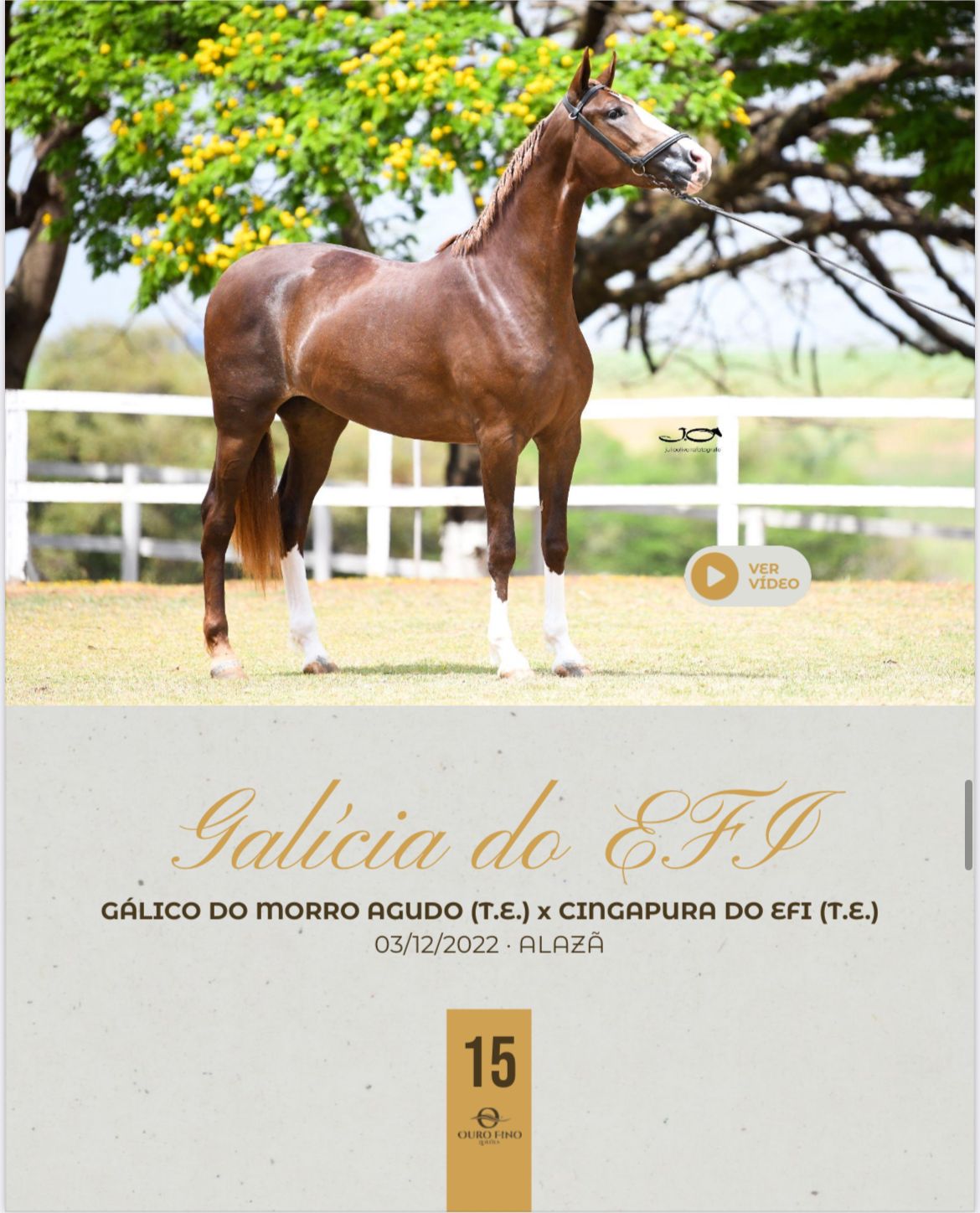 Foto GALÍCIA DO EFI