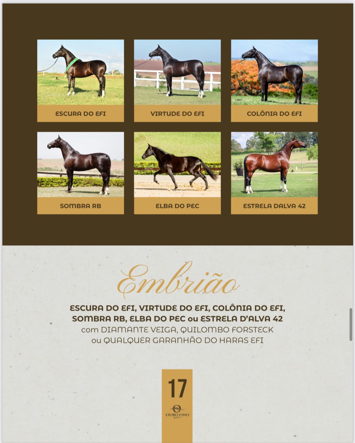 Foto EMBRIÃO ESCURA DO EFI, VIRTUDE DO EFI, COLÔNIA DO EFI, SOMBRA RB, ELBA DO PEC OU ESTRELA D’ALVA 42 COM DIAMANTE VEIGA, QUILOMBO FORSTECK OU QUALQUER GARANHÃO DO HARAS EFI