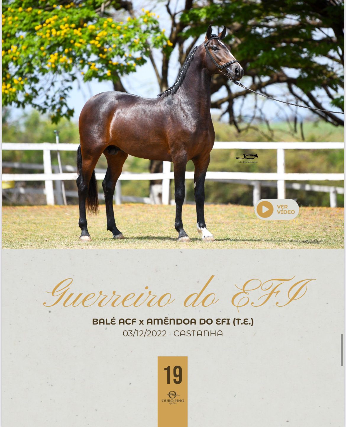 Foto GUERREIRO DO EFI