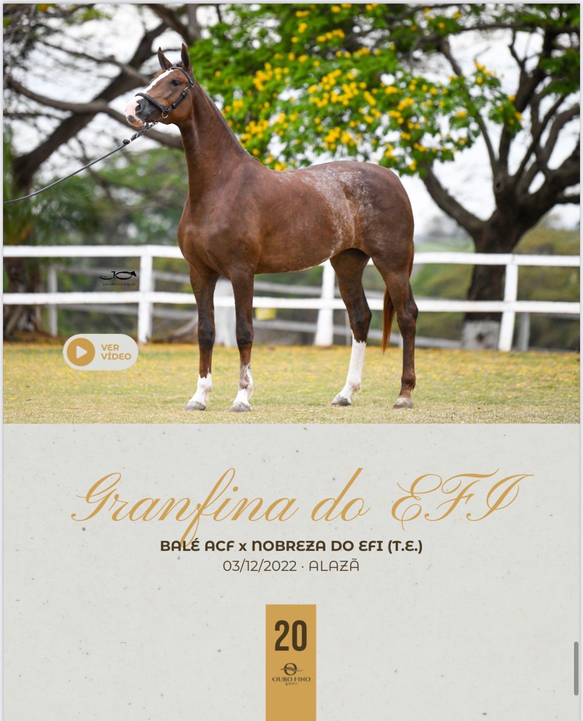 Foto GRANFINA DO EFI