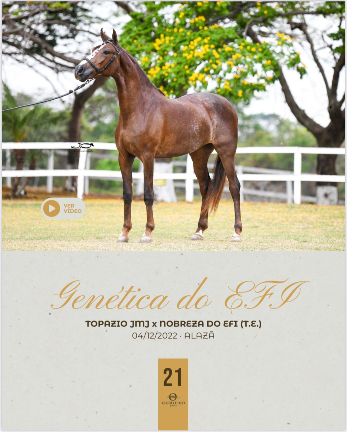 Foto GENÉTICA DO EFI