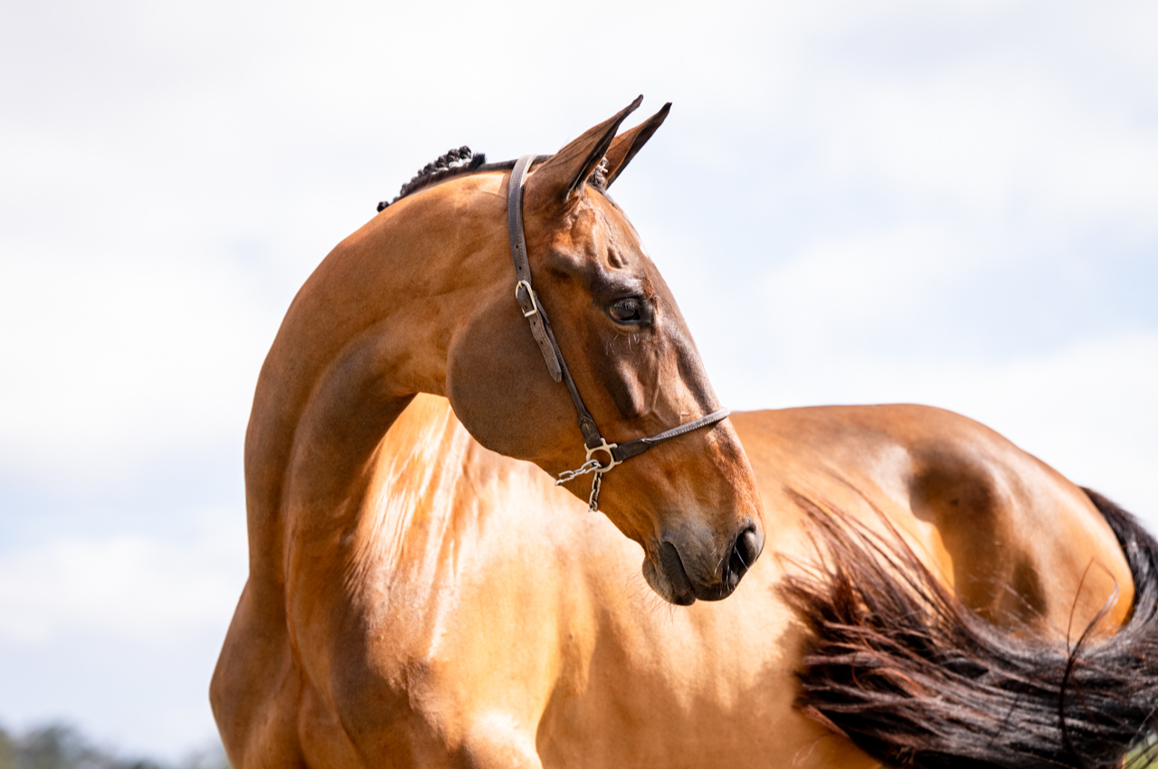 Foto MISS THUNDER D'AIEX