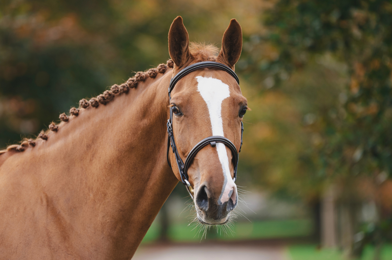 Foto ROSANNE VD BISSCHOP