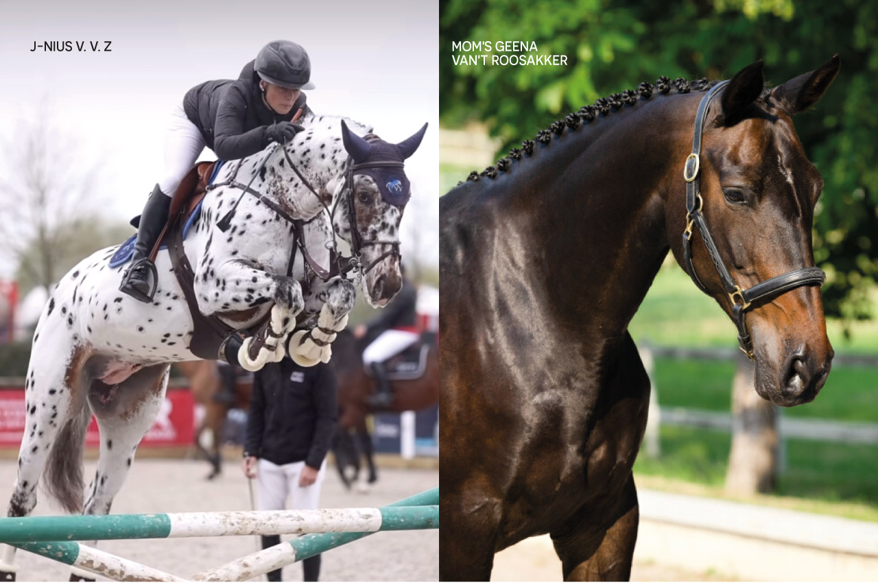 Foto J-NIUS VV Z X CHACCO QUEEN BLUE O GMS Z (CHACCO BLUE)