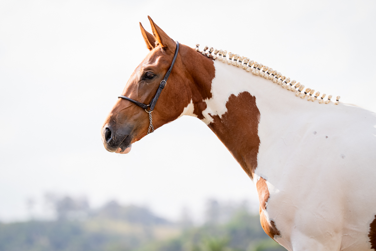 Foto BELLADONNA VAN DE KRUISHOEVE