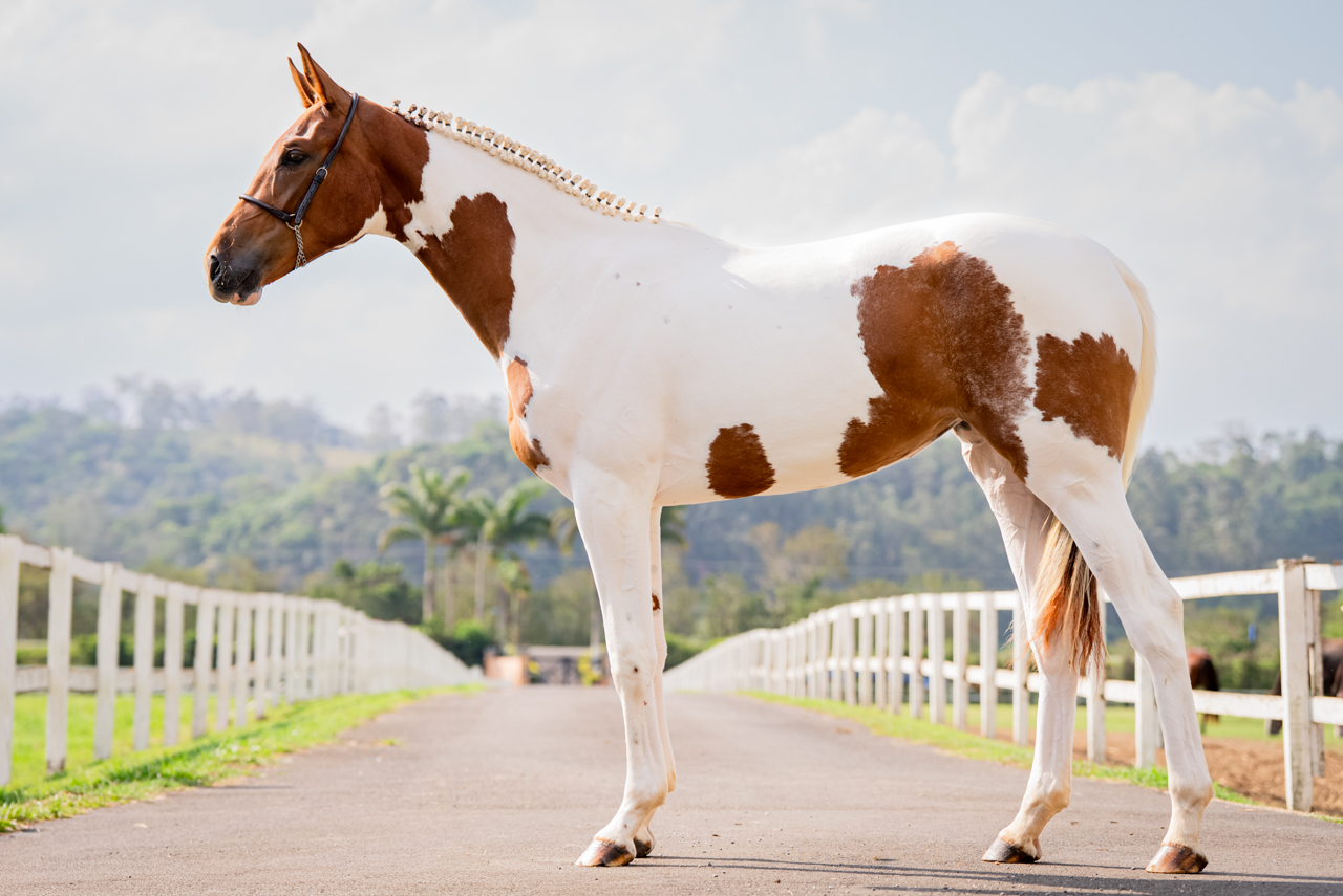 BELLADONNA VAN DE KRUISHOEVE