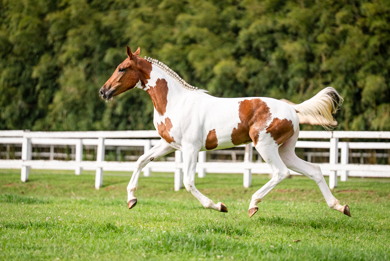BELLADONNA VAN DE KRUISHOEVE