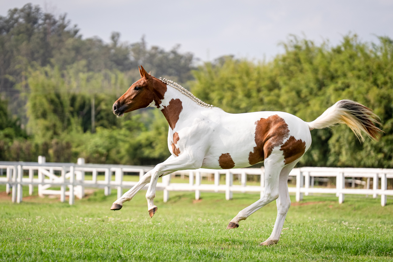 BELLADONNA VAN DE KRUISHOEVE