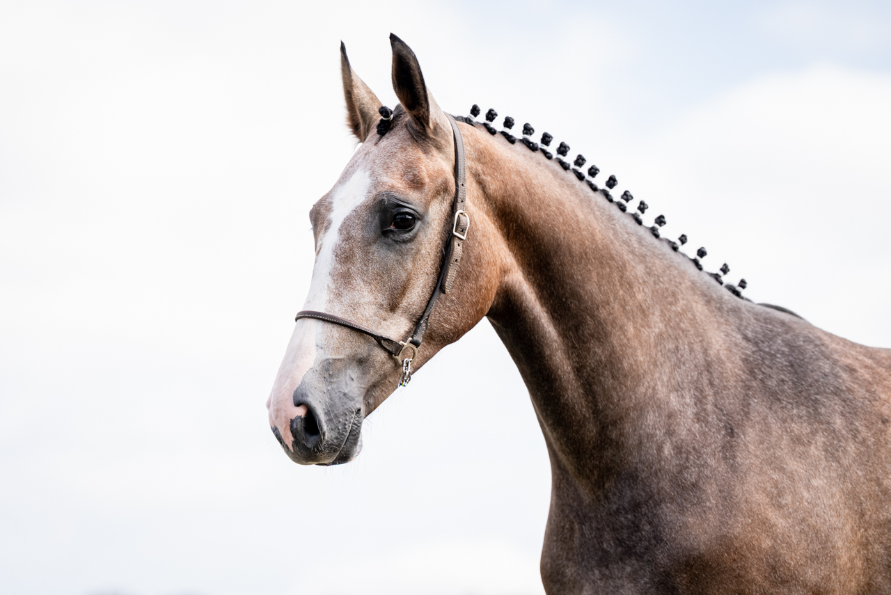 Foto MINDELIS CARTHAGO DECAC