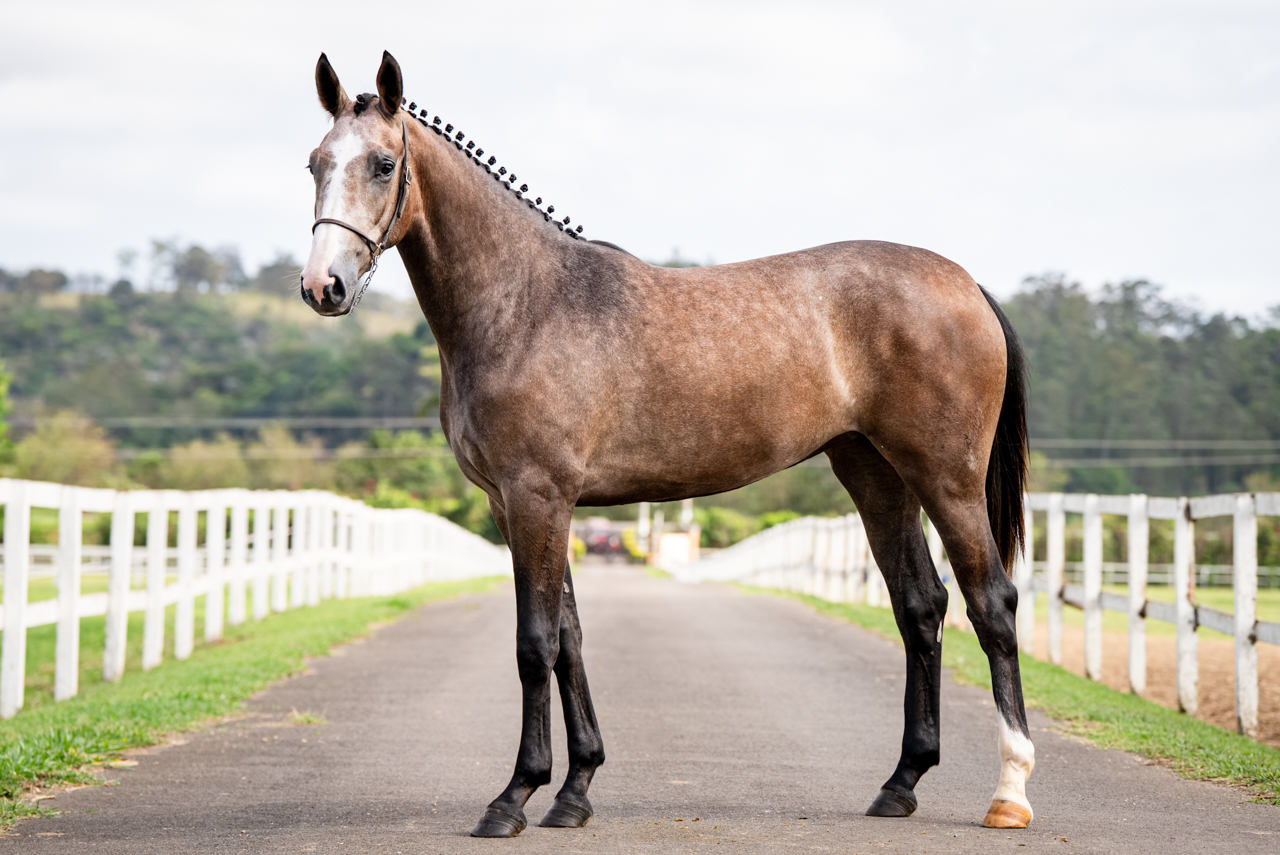 MINDELIS CARTHAGO DECAC