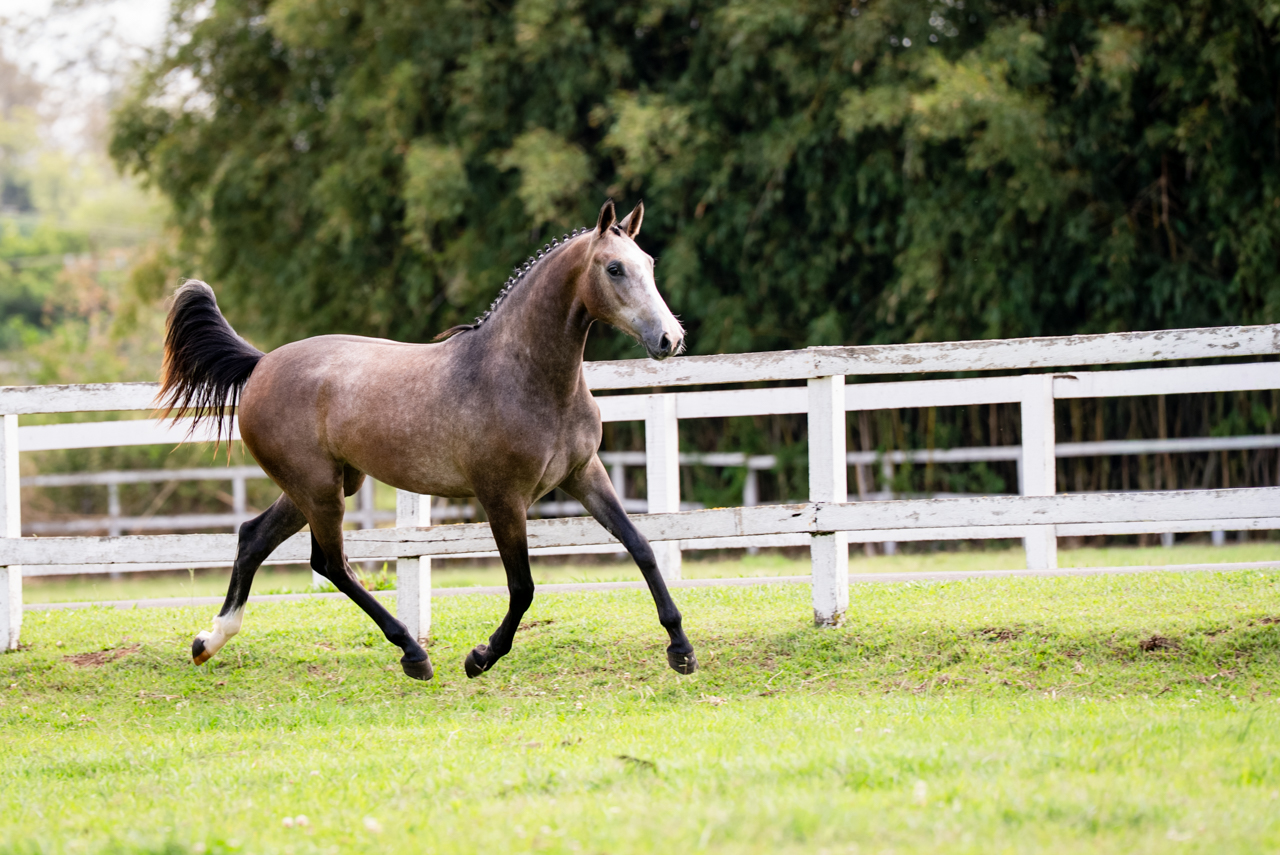 MINDELIS CARTHAGO DECAC