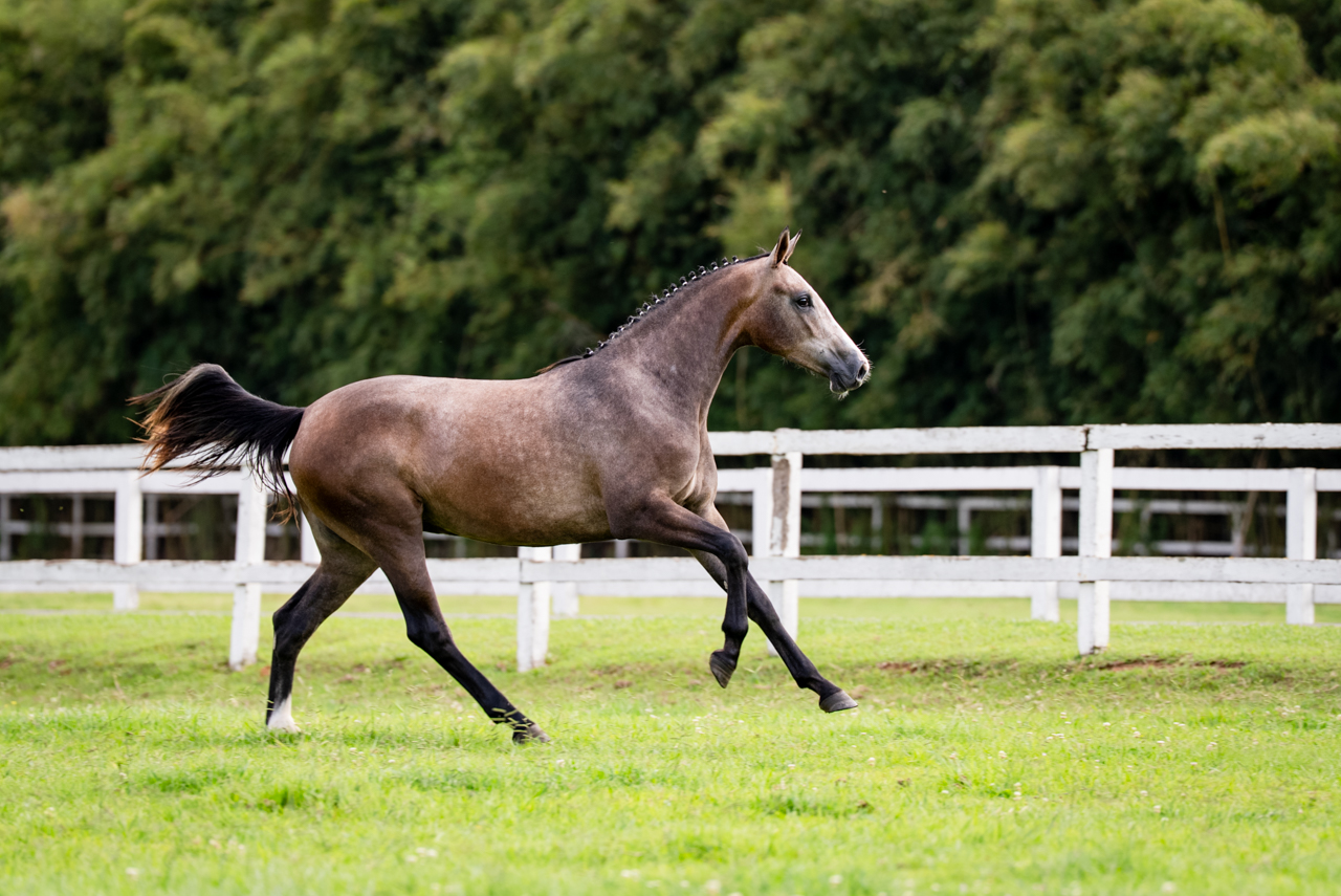 MINDELIS CARTHAGO DECAC