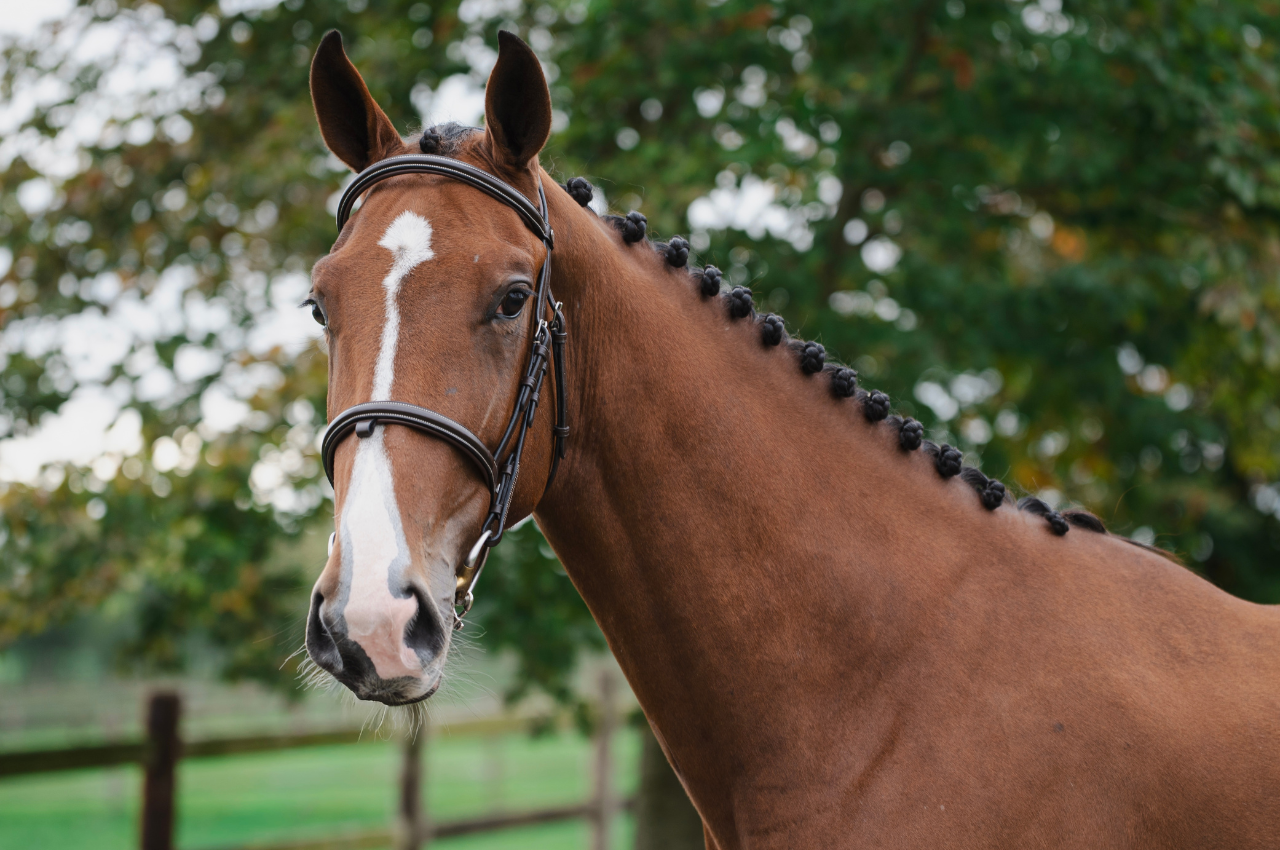 Foto ANUBIS VD BISSCHOP