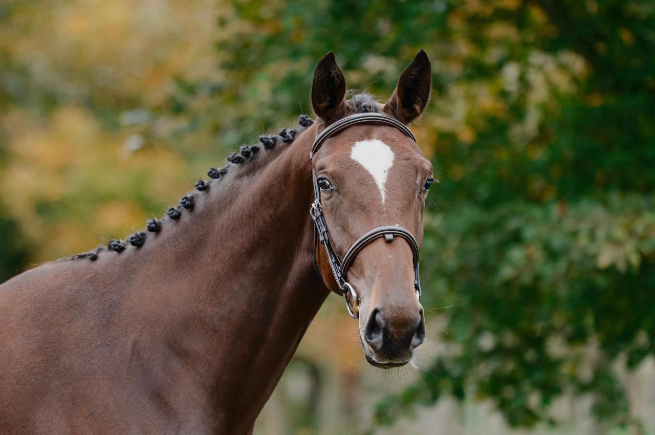 Foto ANICA VD BISSCHOP