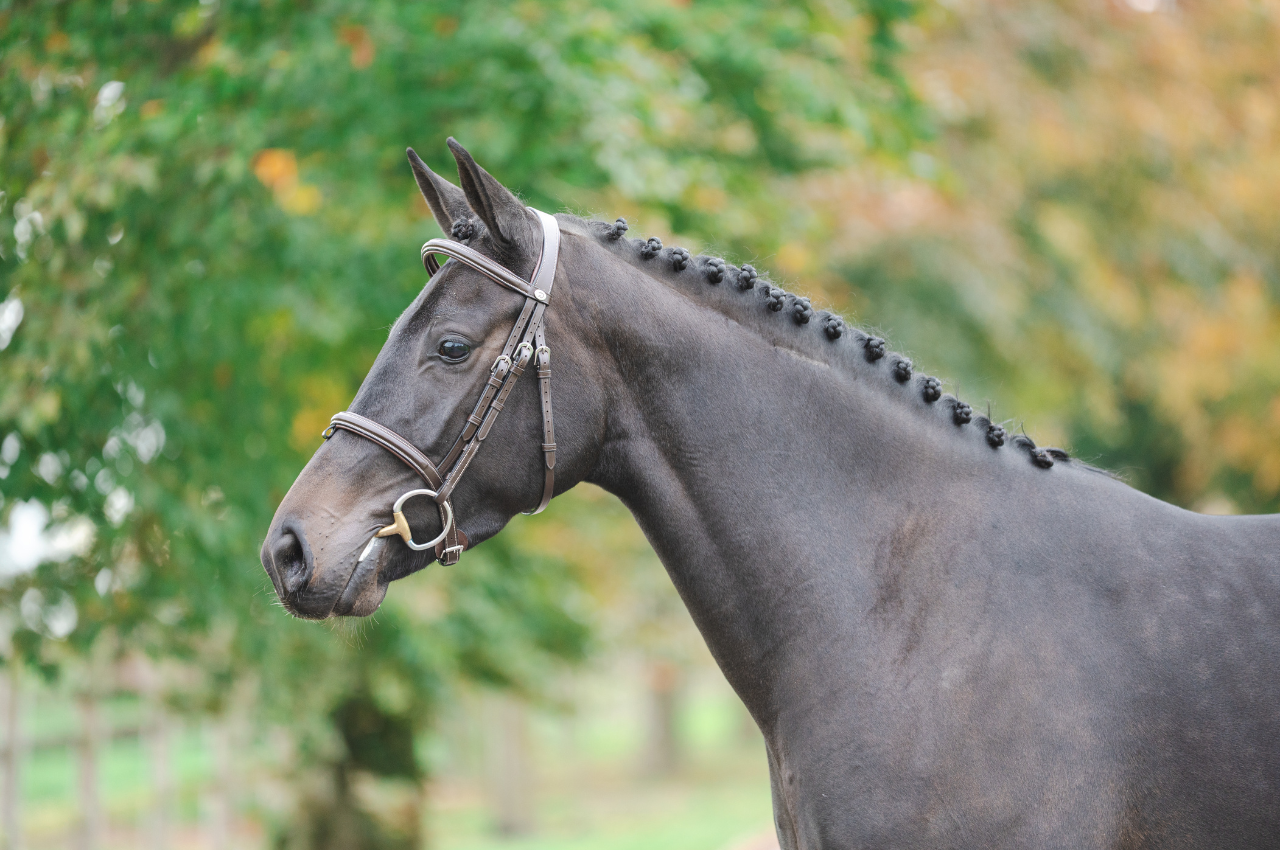 Foto WINGS VD BISSCHOP