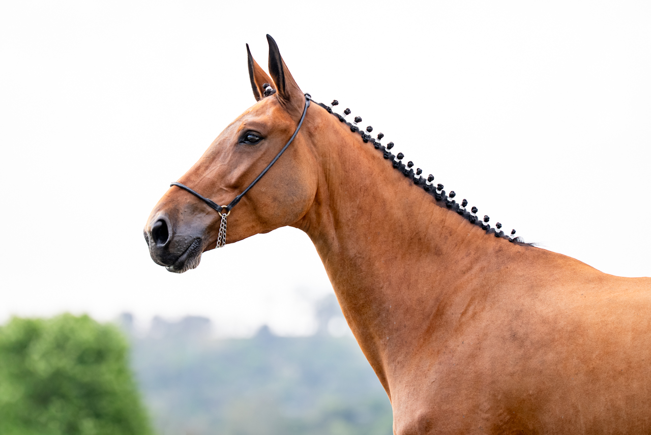 Foto HPH DANNY IL FAUT TRV