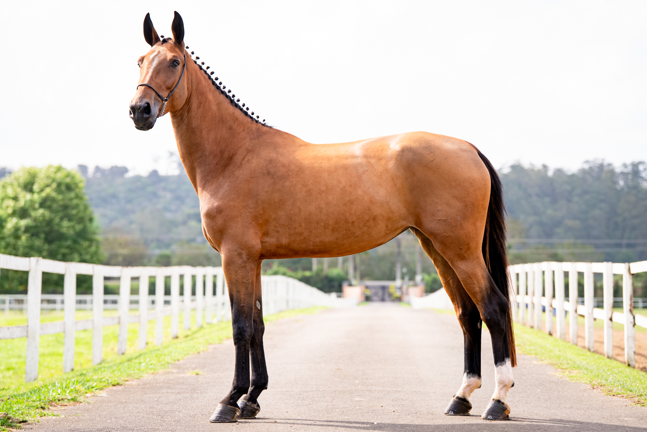 HPH DANNY IL FAUT TRV