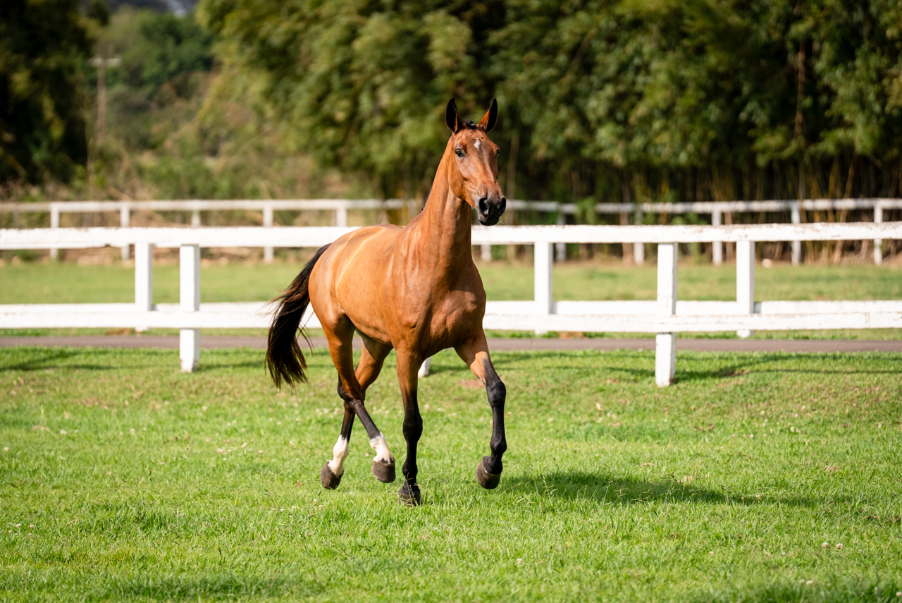 HPH DANNY IL FAUT TRV