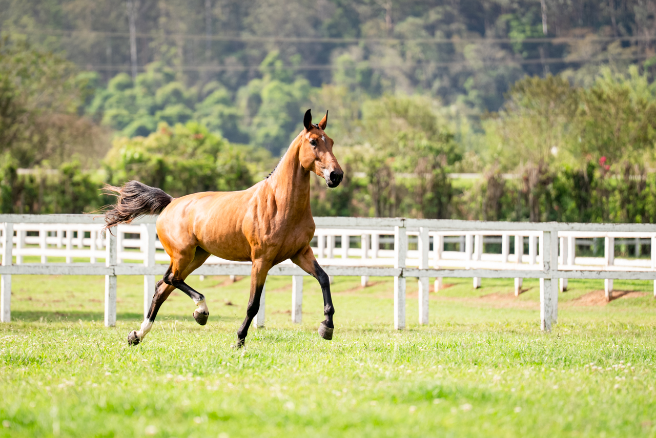 HPH DANNY IL FAUT TRV