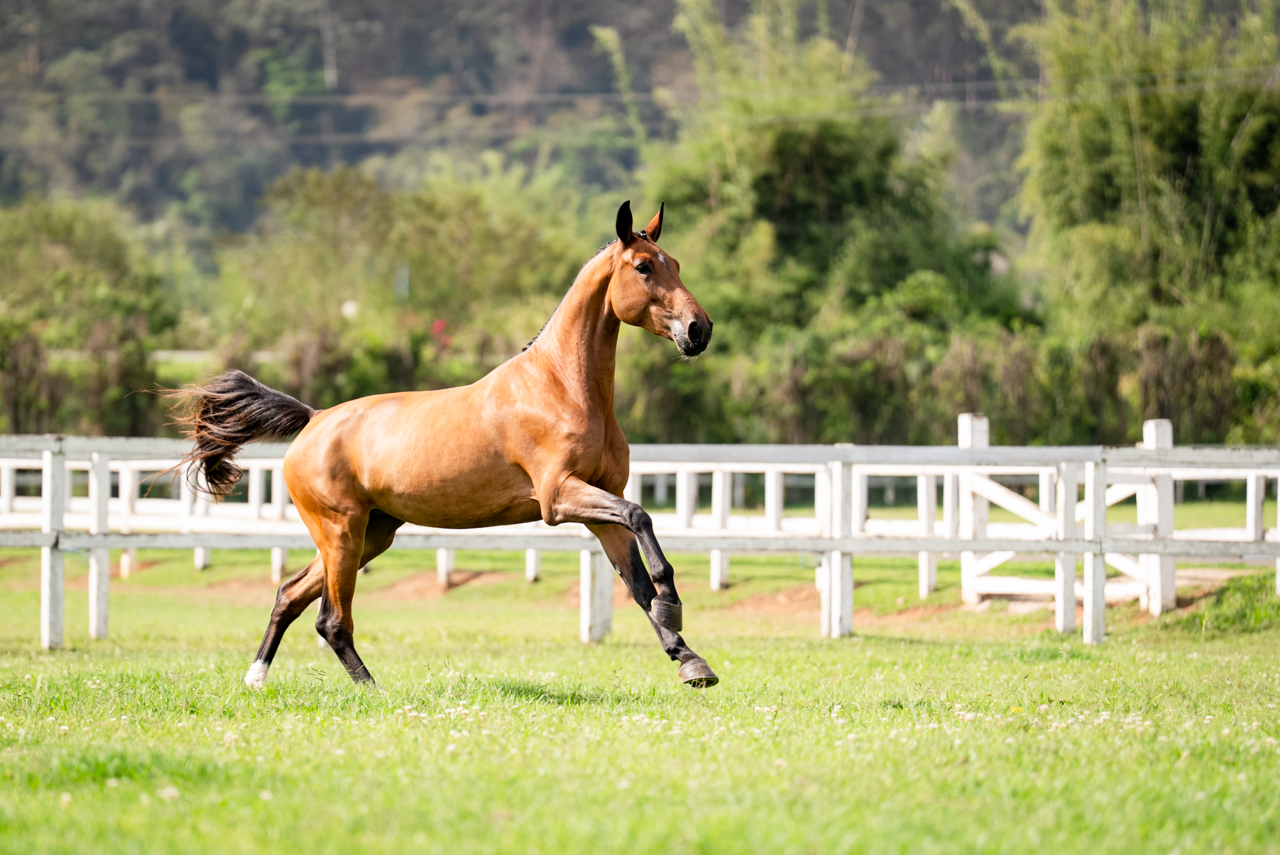 HPH DANNY IL FAUT TRV