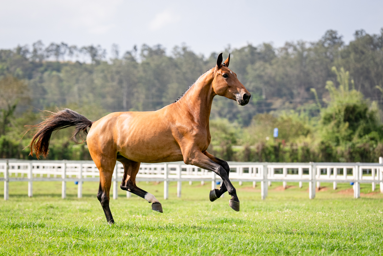 HPH DANNY IL FAUT TRV