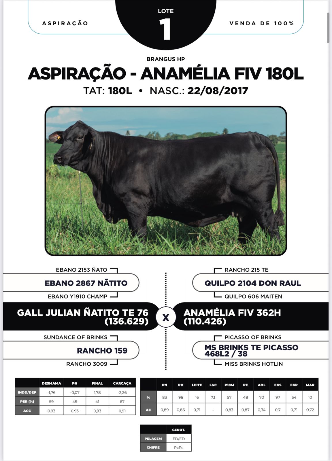 Foto (100%) ASPIRAÇÃO - ANAMÉLIA FIV 180 L