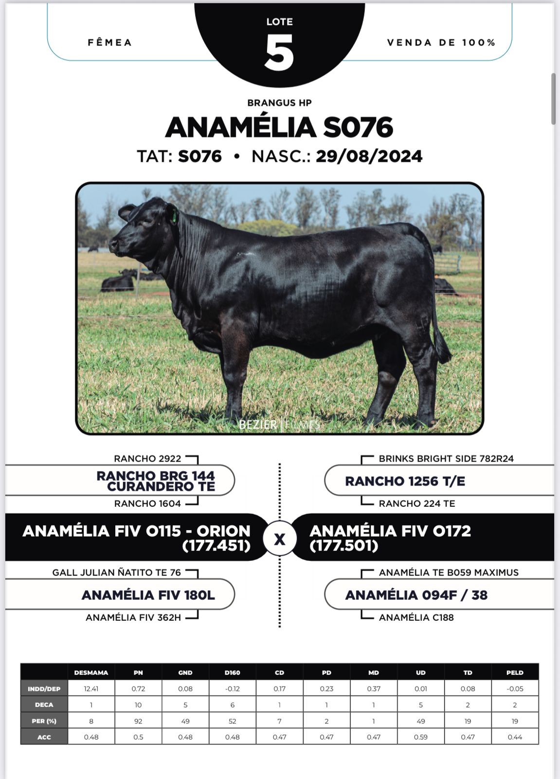 Foto (100%) ANAMÉLIA S076