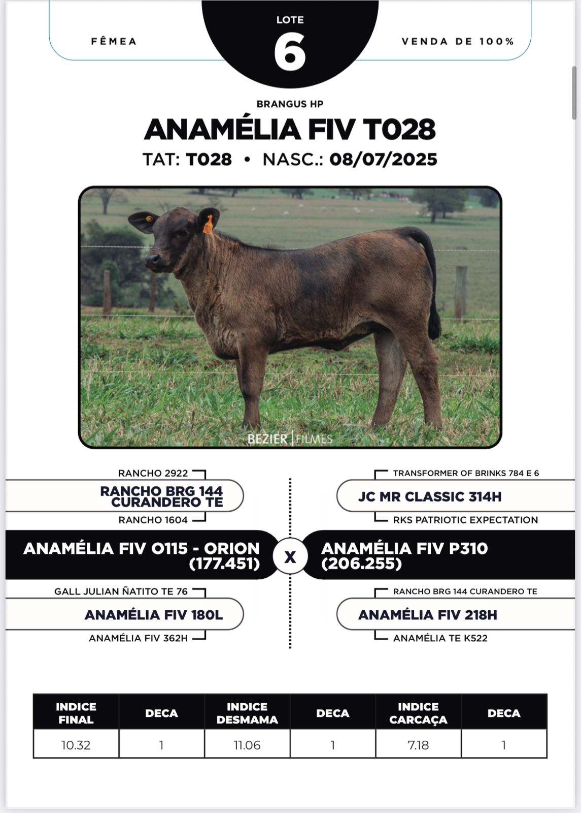 Foto (100%) ANAMÉLIA FIV T028