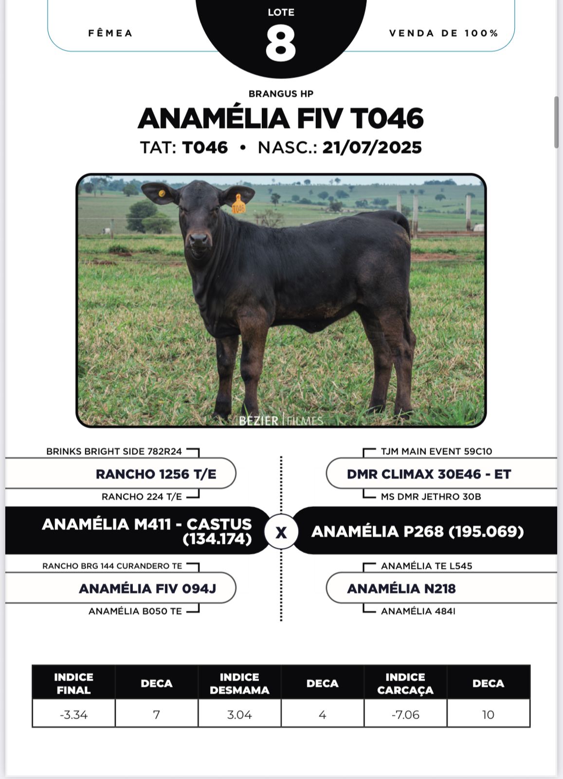 Foto (100%) ANAMPELIA FIV T046