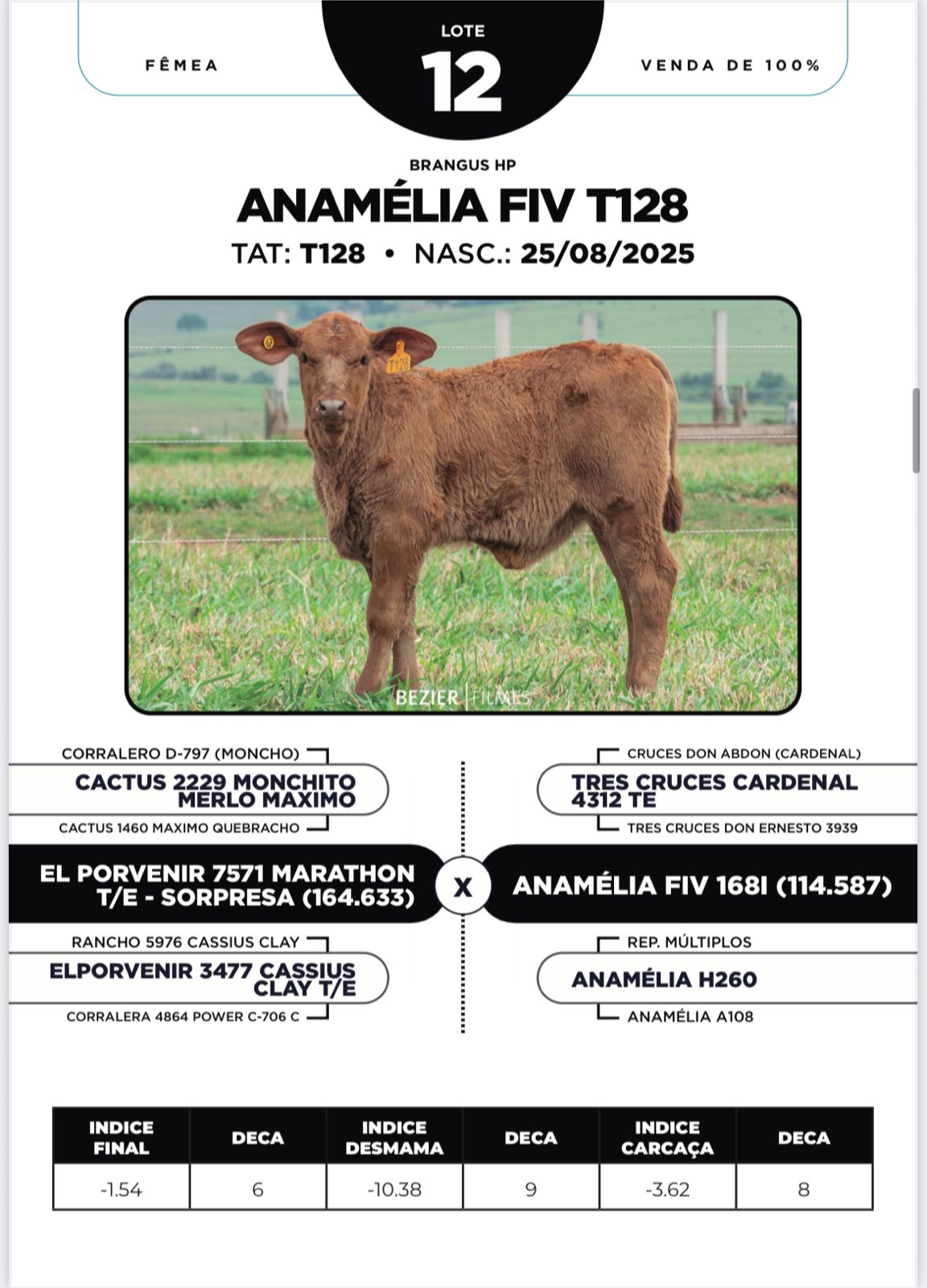 Foto (100%) ANAMÉLIA FIV T128