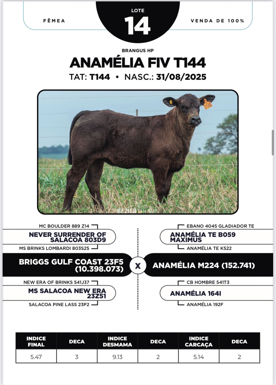 Foto (100%) ANAMÉLIA FIV T144