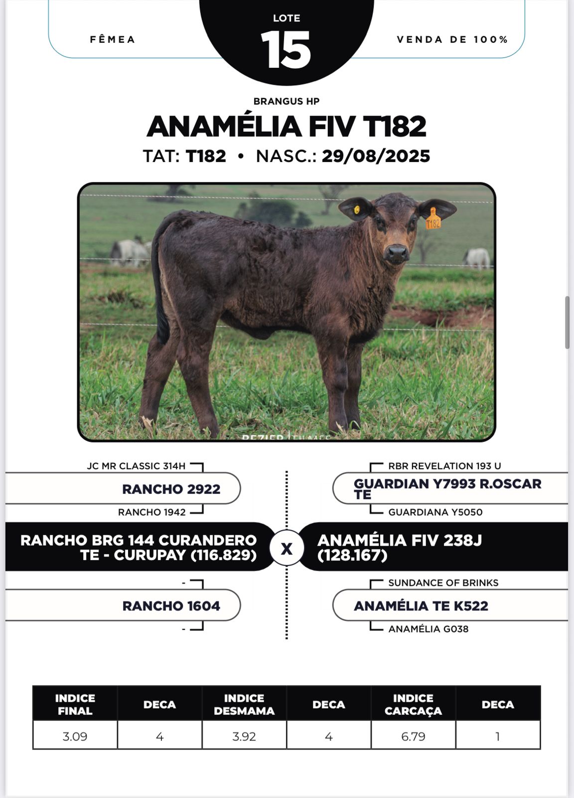 Foto (100%) ANAMÉLIA FIV T182