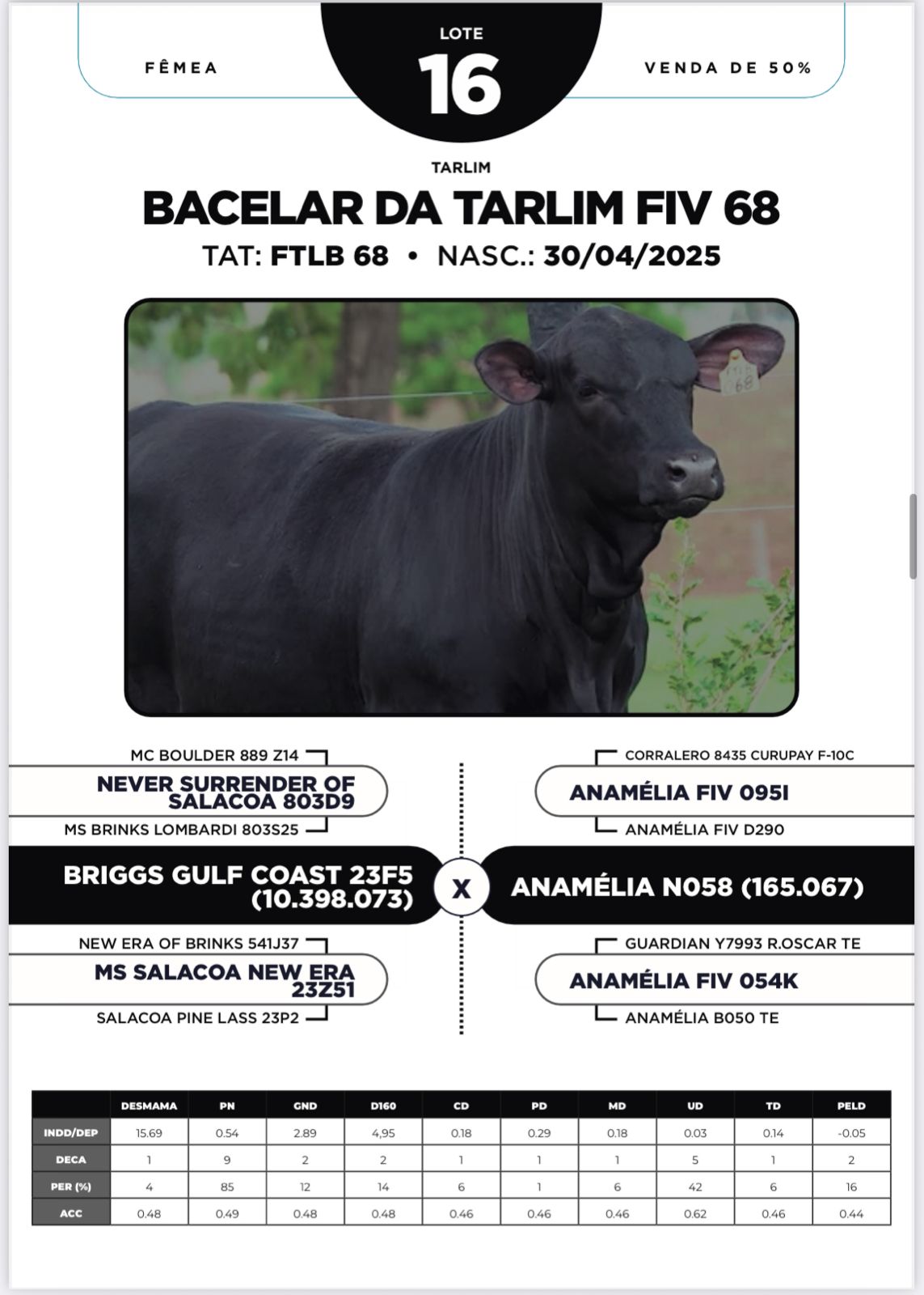 Foto (50.0%) BACELAR DA TARLIM FIV 68